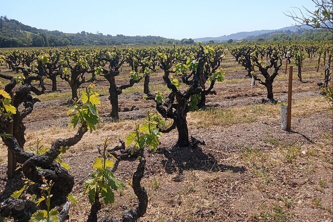 Private Chauffeured Winery Tour - The Experience: A Closer Look at the Tour