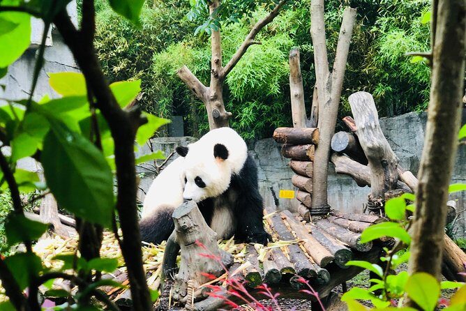 Private Chengdu City Highlight Day Tour - The Sum Up: Is It Worth It?