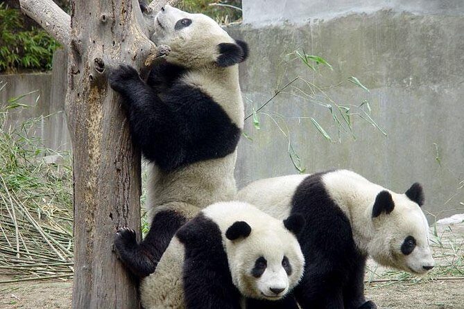 Private Chengdu Day Tour: Giant Pandas and Jinsha Site Museum - Itinerary Breakdown