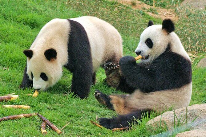 Private Chengdu Impression Day Tour including Panda Base - A Closer Look at the Itinerary and What You Can Expect