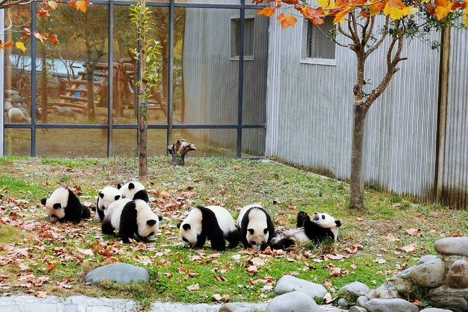 Private Chengdu Impression Day Tour including Panda Base - Summary
