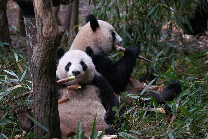 Private Chengdu Panda Tour with Hotel Pickup - Analyzing the Panda Tour Experience
