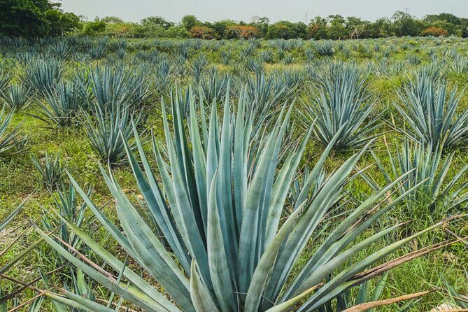 Private Chichén Itzá, Mayapan Distillery and Valladolid Tour - The Sum Up