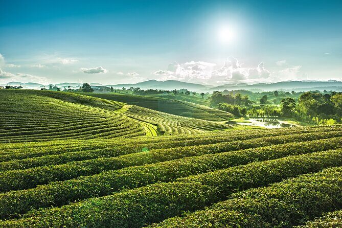 Private Choui Fong and Golden Triangle Explorer from Chiang Rai - Discovering Chiang Rai: What’s Included and How It Works