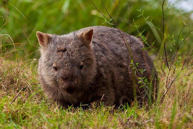 Private Coast & Kangaroo Valley Wildlife Escape Tour From Sydney - Introducing the Private Coast & Kangaroo Valley Wildlife Escape Tour From Sydney