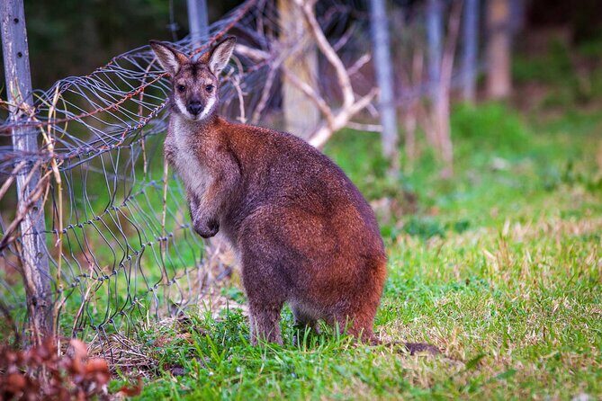 Private Coast & Kangaroo Valley Wildlife Escape Tour From Sydney - Key Points