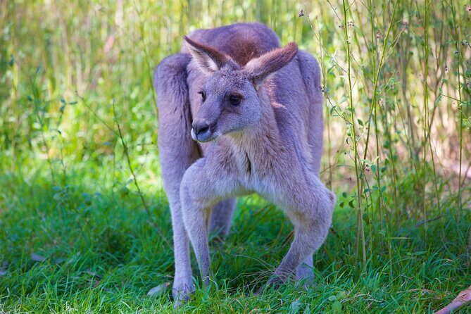 Private Coast & Kangaroo Valley Wildlife Escape Tour From Sydney - Final Thoughts