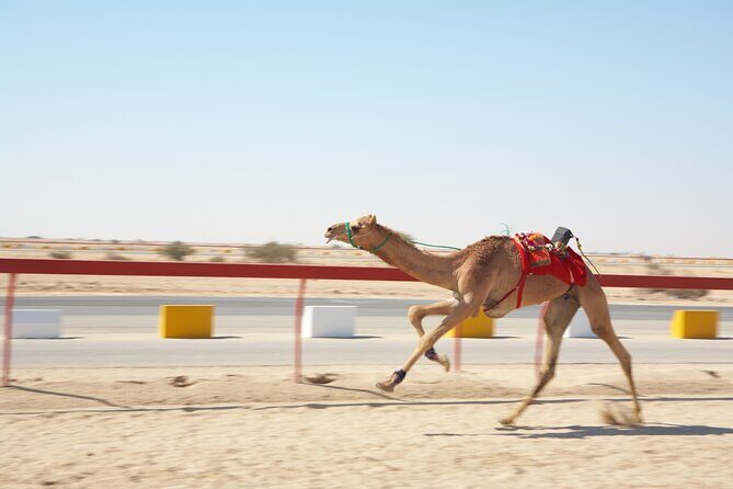 Private Combo Tour to Sheikh Faisal Museum and Camel Racing Track - A Deep Dive into the Experience