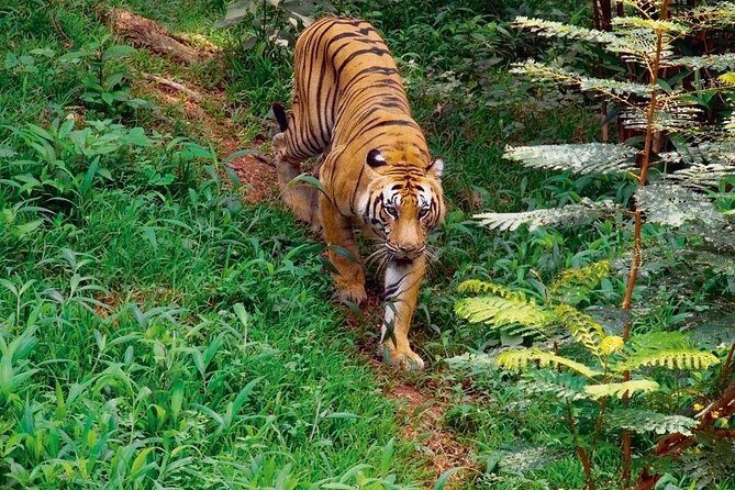 Private Corbett National Park & Nainital Tour from New Delhi - FAQ