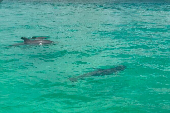 Private Crab Island Charter with Bote Paddleboards - The Experience on the Water