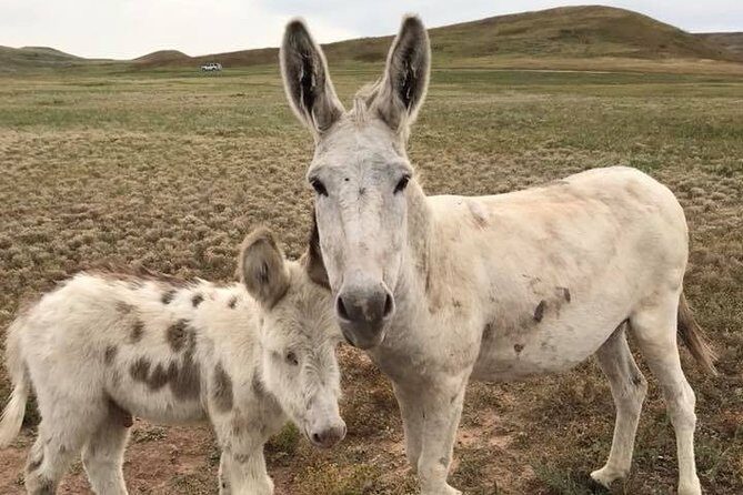 Private Custer State Park Safari and Hiking Tour - The Sum Up