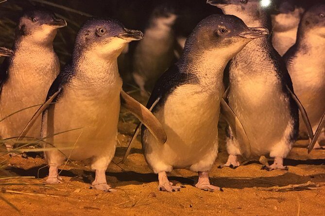 Private custom Penguin Tour with Premium Penguin Tickets - Itinerary Breakdown: What to Expect