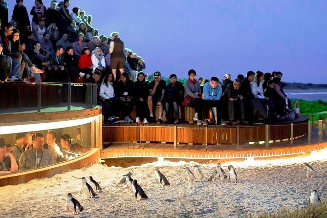 Private custom Penguin Tour with Premium Penguin Tickets - Authentic Experiences and Traveler Feedback