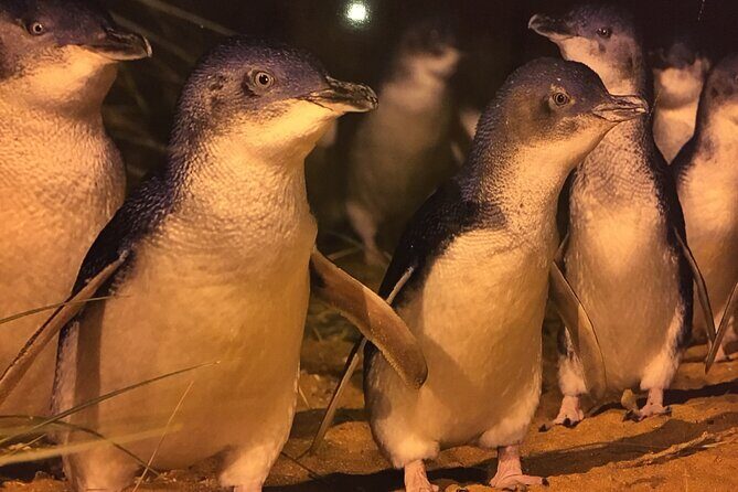 Private custom Penguin Tour with Premium Penguin Tickets - Final Thoughts