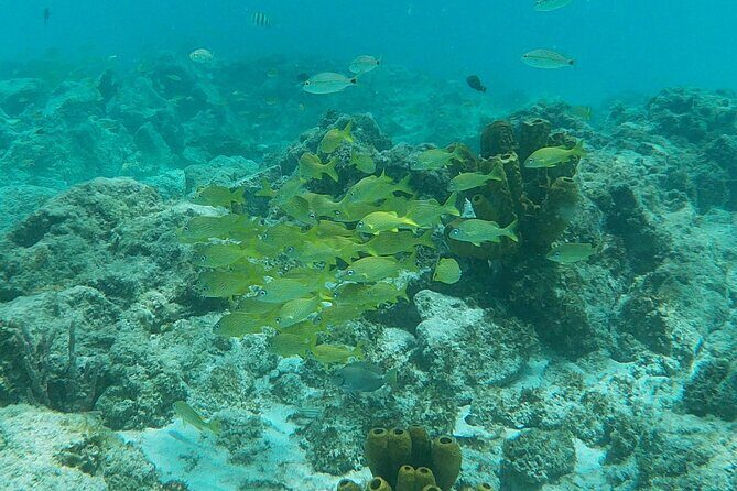 Private Custom Snorkeling and Cruising Experience in Aruba - The Sum Up