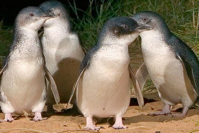 Private custom Tour of Phillip Island With Penguin Parade - An In-Depth Look at the Phillip Island Private Tour
