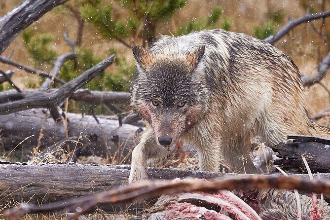 Private, Custom Yellowstone Wildlife Tours & Photo Safaris - Key Points