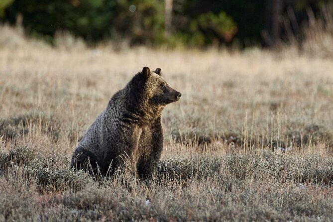 Private, Custom Yellowstone Wildlife Tours & Photo Safaris - A Deep Dive into the Yellowstone Experience