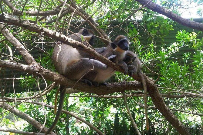 Private Customized Island Tour of Barbados - What to Expect from the Private Island Experience