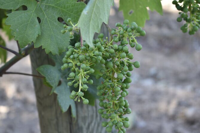 Private, Customized Napa Valley Wine Tasting Tour 6To14 passenger - Key Points
