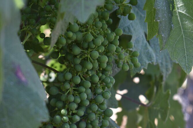 Private, Customized Napa Valley Wine Tasting Tour 6To14 passenger - A Closer Look at the Experience