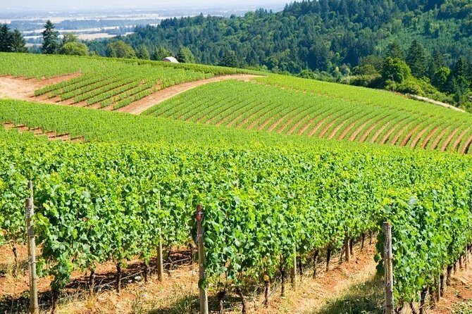 Private Customized Willamette Valley Wine Maker Tour with lunch - Key Points