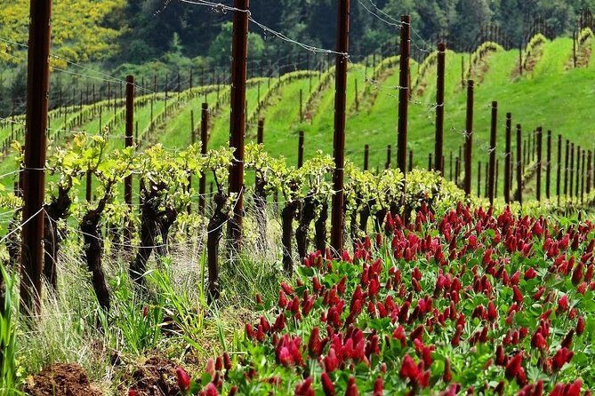 Private Customized Willamette Valley Wine Maker Tour with lunch - What the Reviews Say