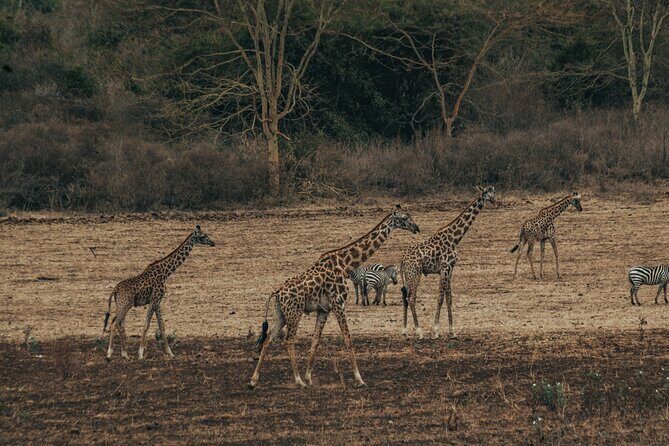 Private Cycle to Kilimanjaro Bike Park Safari - What’s Included and What You Should Consider