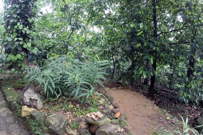 Private Dambulla Sigiriya Tour from Kandy with Lunch - Final thoughts on the tour experience