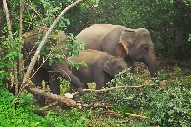 Private Dambulla Sigiriya Tour from Kandy with Lunch - FAQ