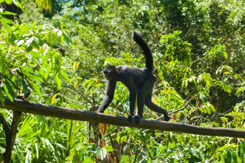Private Day Tour: Cuc Phuong National Park from Hanoi - An In-Depth Look at the Tour Experience