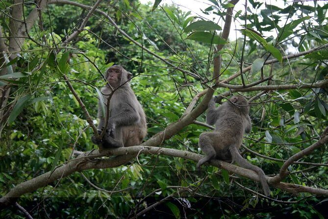 Private Day Tour: Cuc Phuong National Park from Hanoi - Introducing the Private Day Tour to Cuc Phuong National Park