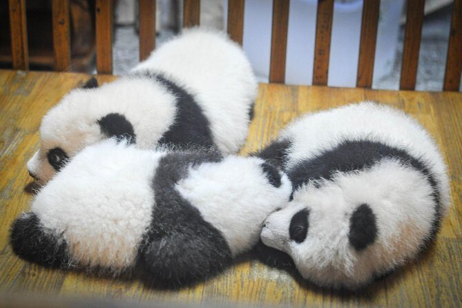 Private Day Tour: Dujiangyan Panda Base and Irrigation Project - Frequently Asked Questions