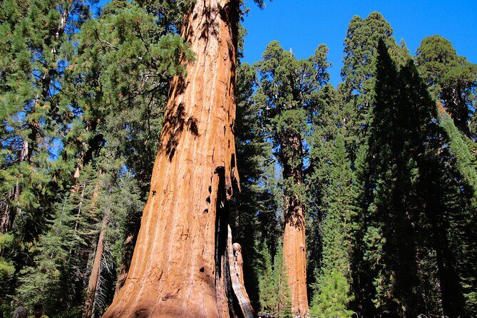 Private Day Tour from San Francisco to Yosemite - FAQ