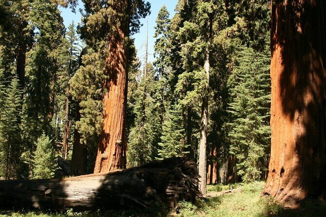 Private Day Tour from San Jose in Yosemite Natural Park - Final Thoughts