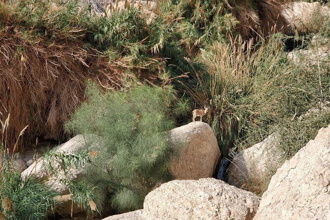 Private Day Tour in Masada and the Dead Sea - FAQ