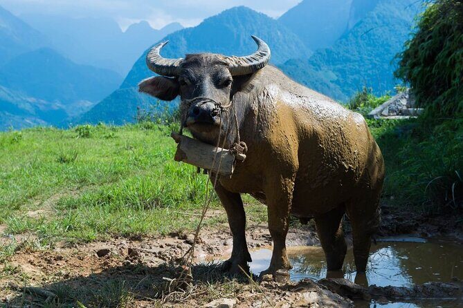 Private Day Tour in Sapa to Remote Village - What the Tour Involves: A Step-by-Step Breakdown
