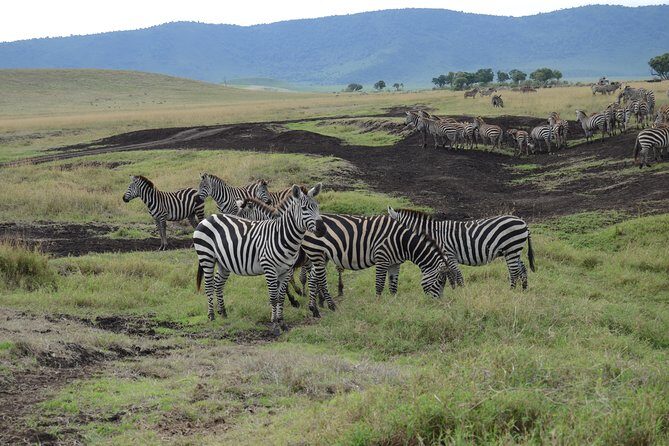 Private Day Tour in Serval Wildlife and Kikuletwa Hot Spring - Exploring the Itinerary: From Wildlife to Hot Springs