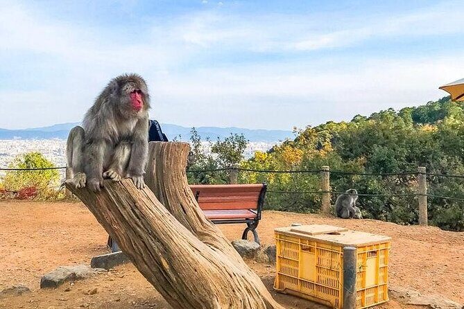 Private Day Tour - Kyoto Arashiyama & Bamboo Forest Perfect Tour! - Exploring Kyoto’s Arashiyama: A Practical and Authentic Guide