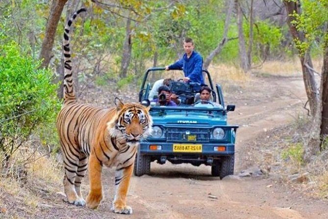 Private Day Tour Of Kumbhalgarh Fort & Wildlife Sanctuary From Udaipur - Authentic Experience and Value