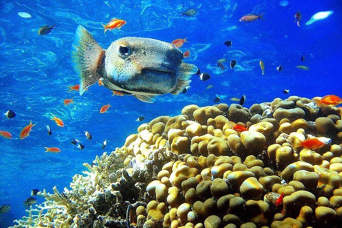 Private Day Tour of Ras Mohammed National Park with Snorkeling - FAQs