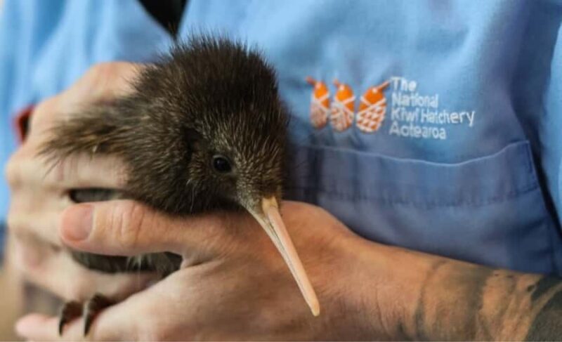 Private Day Tour - Rotorua, Kiwi Hatchery & Mori Culture - Final Thoughts