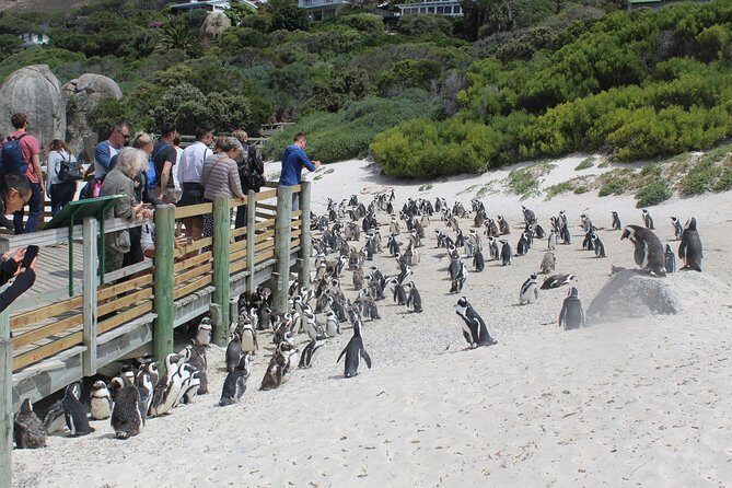 Private Day Tour to Cape of Good Hope Penguins Inc Entry Tickets from Cape Town - FAQs About the Tour