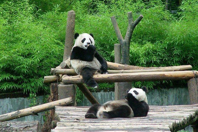 Private Day Tour to Chengdu from Beijing by Air: Leshan Giant Buddha and Pandas - An Overview of the Tour Experience