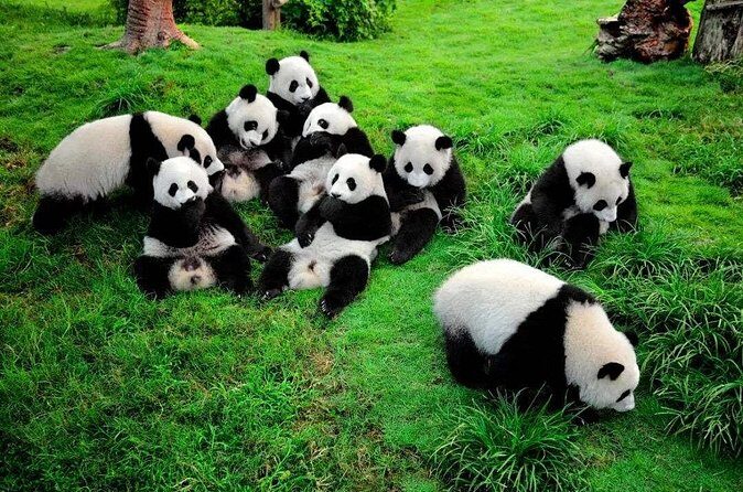 Private Day Tour to Chengdu from Beijing by Air: Leshan Giant Buddha and Pandas - Practical Details and Value