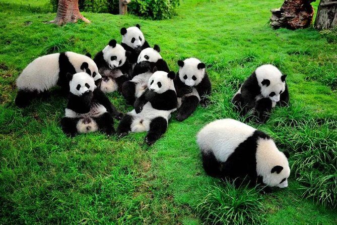 Private Day Tour to Chengdu from Beijing by Air: Leshan Giant Buddha and Pandas - Final Thoughts: Is This Tour for You?