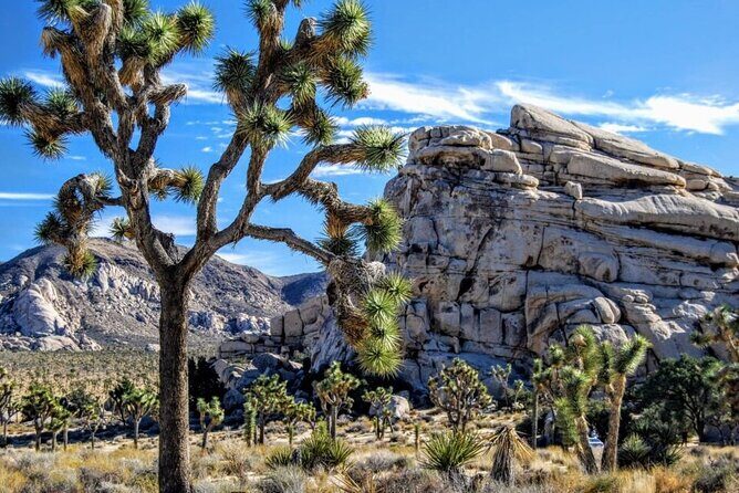 Private Day Tour to Joshua Tree National Park from San Diego - Introduction