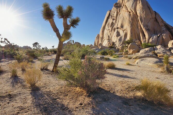 Private Day Tour to Joshua Tree National Park from San Diego - Key Points