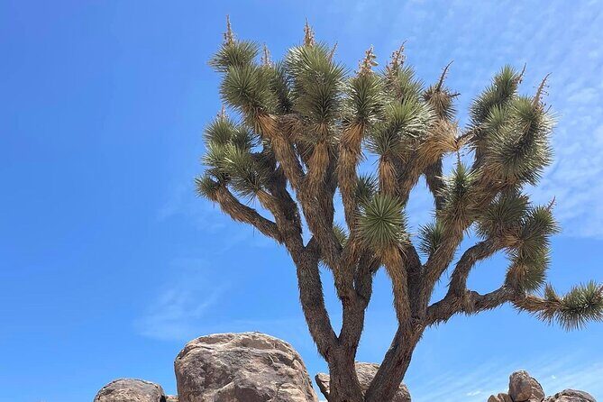 Private Day Tour to Joshua Tree National Park from San Diego - FAQs