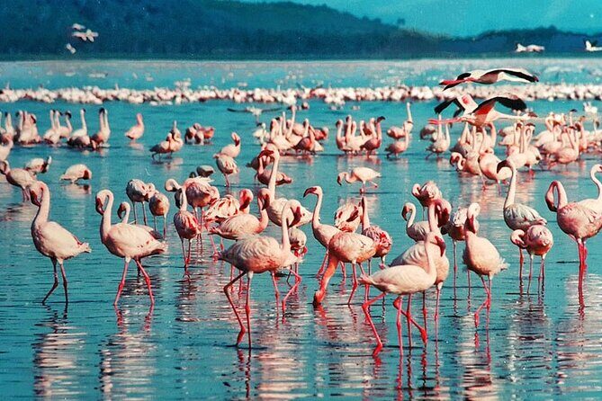Private Day Tour to Lake Baringo from Nairobi - The Sum Up